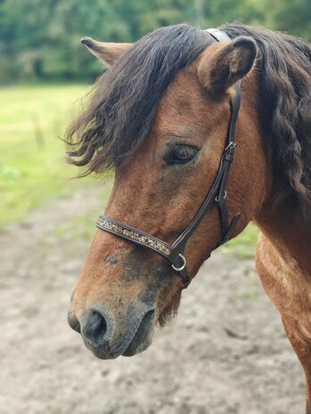 Tolt Saga Sidepull Hoofdstel Godi Bruin