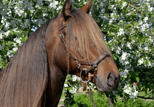 Tolt Saga Multi Bridle Anatomisch Bruin