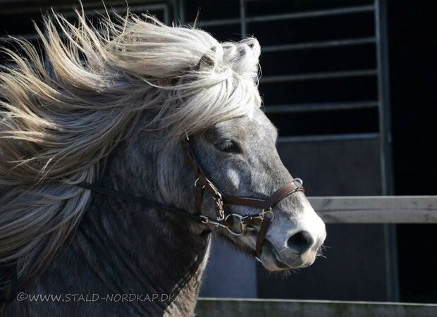 Tolt Saga Multi Bridle Anatomisch Bruin