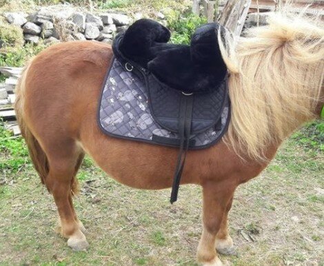 Pony Barebackpad op Shetlander